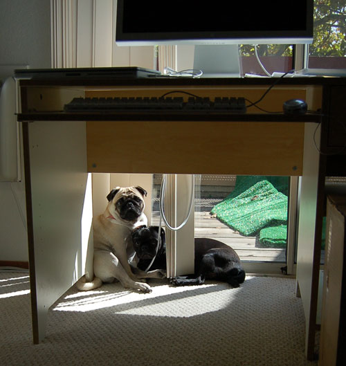 Sheba and Rio take a walk