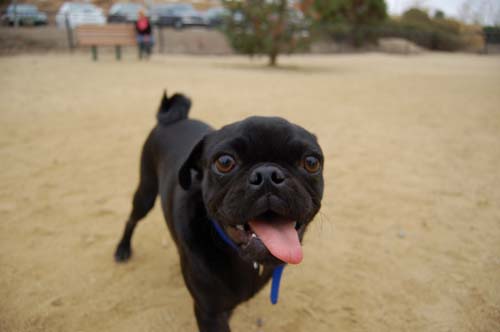 Pugs Pugs Pugs Mountain View Dog Park Fun October 15, 2005