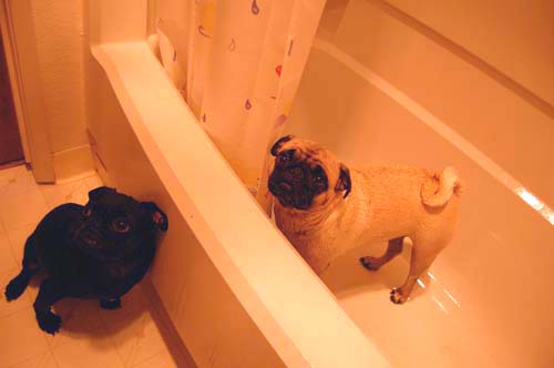 Sheba and Rio take a walk