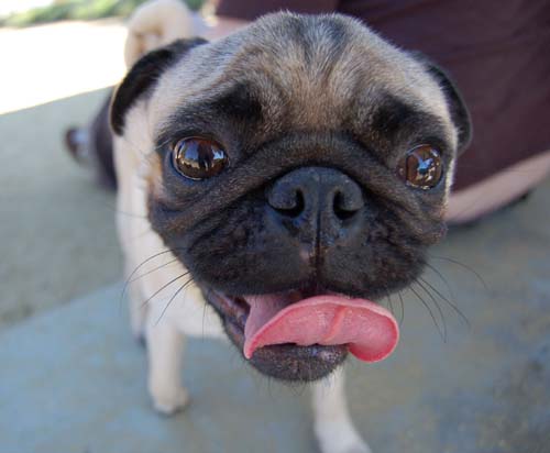 Pugs Pugs Pugs Mountain View Dog Park Fun October 8, 2005