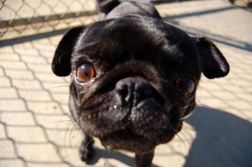 Pugs Pugs Pugs Mountain View Dog Park Fun October 8, 2005