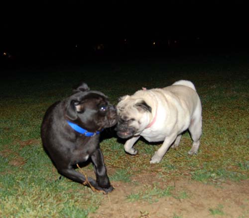 Late Night with Sheba and Rio - click here for more hug pug photos
