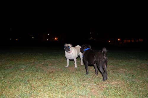 Late Night with Sheba and Rio - click here for more hug pug photos