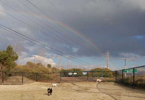 Rio and Sheba Return to the Dog Park