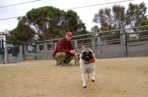 Pugs Pugs Pugs Mountain View Dog Park Fun October 15, 2005