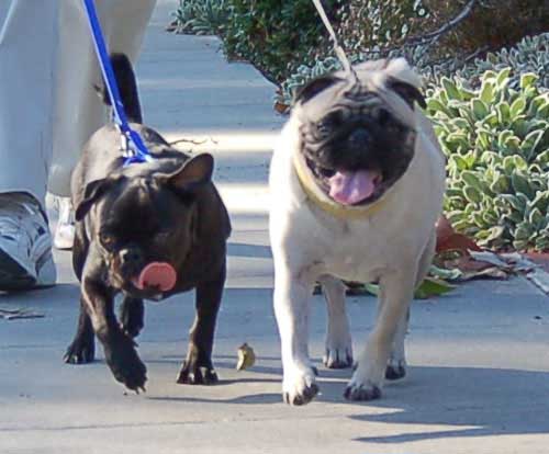 Sheba and Rio take a walk