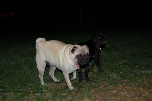 Late Night with Sheba and Rio - click here for more hug pug photos