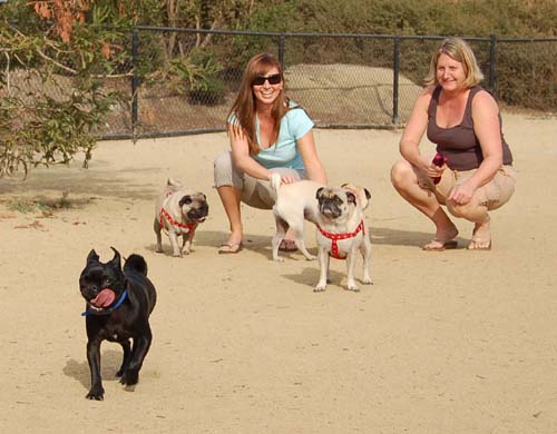 Pugs Pugs Pugs Mountain View Dog Park Fun October 22, 2005