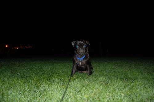 Late Night with Sheba and Rio - click here for more hug pug photos