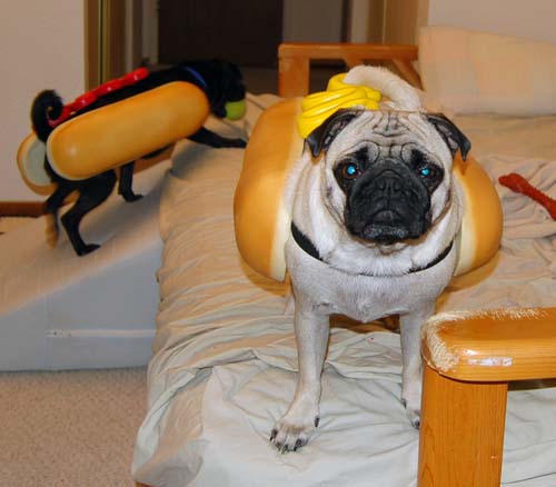 Hot Dog Pugs