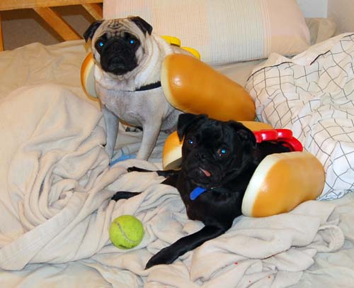 Hot Dog Pugs