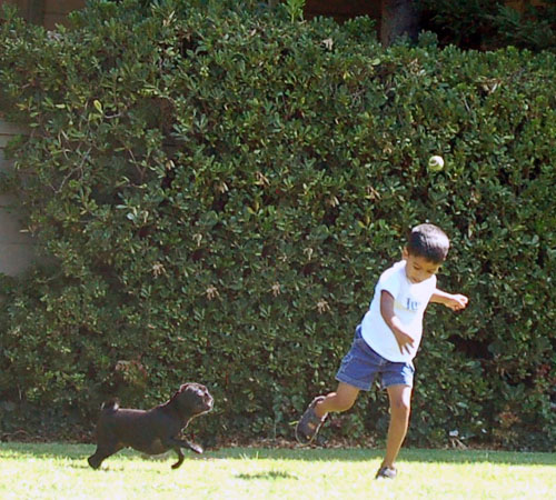 Sheba and Rio = Sun Fun Afternoon with Rahul!