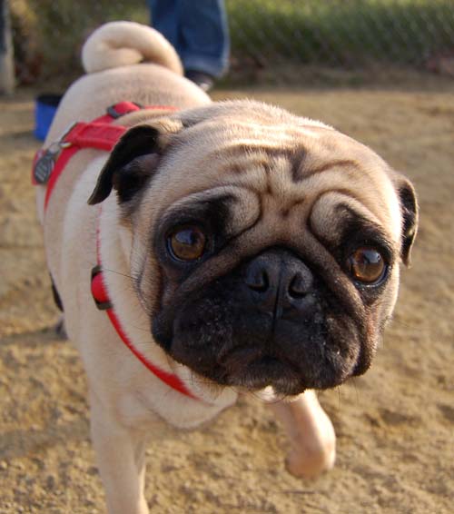 Mountain View Dog Park Pug Fun - 4 Feb 2006