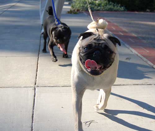 Sheba and Rio take a walk