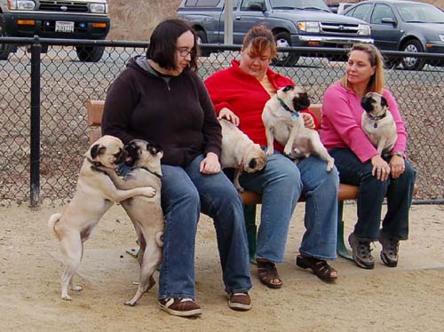 Pugs Pugs Pugs Mountain View Dog Park Fun October 15, 2005