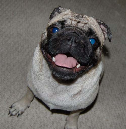 Sheba and Rio take a walk