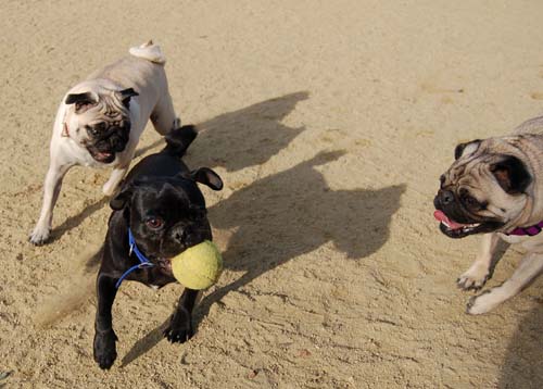 Pugs Pugs Pugs Mountain View Dog Park Fun October 22, 2005