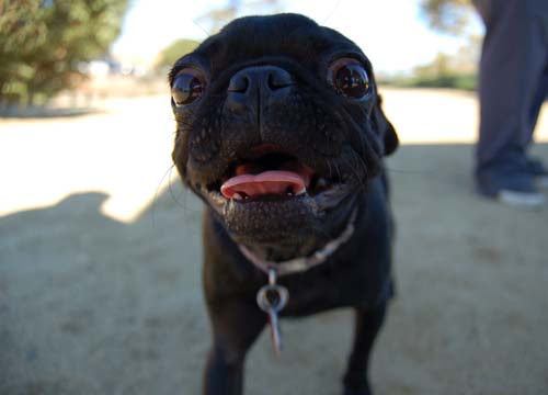 Pugs Pugs Pugs Mountain View Dog Park Fun October 8, 2005