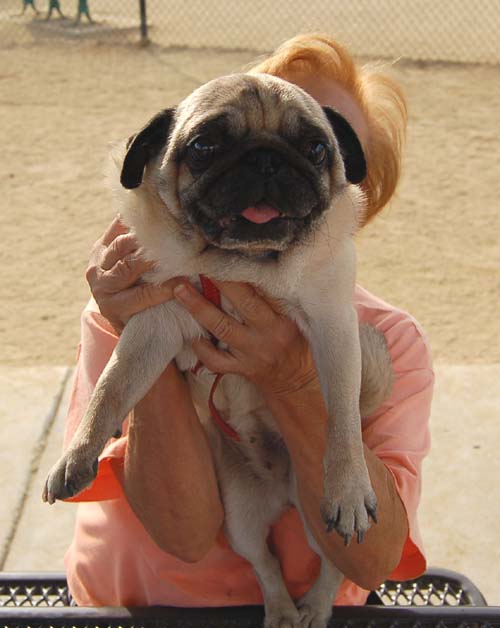 Pugs Pugs Pugs Mountain View Dog Park Fun October 22, 2005