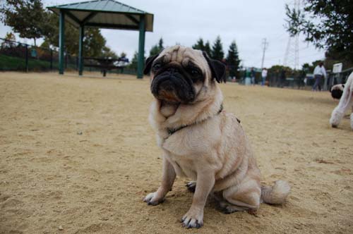 Pugs Pugs Pugs Mountain View Dog Park Fun October 15, 2005