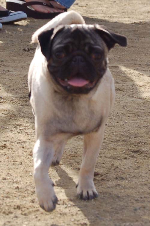 Mountain View Dog Park Sunday Fun - February 18, 2007