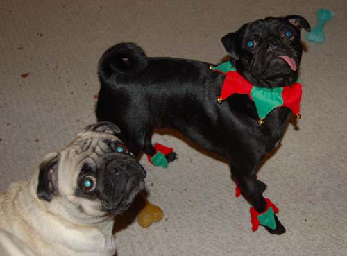 Jingle Pugs