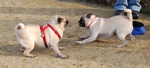 Mountain View Dog Park Pug Fun - 4 Feb 2006