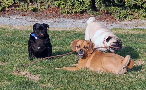 Willow, Rio, Camille and Sheba