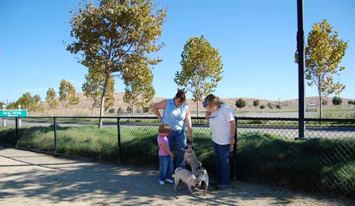 Pugs Pugs Pugs Mountain View Dog Park Fun October 8, 2005