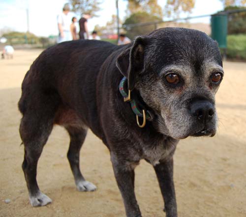 Pugs Pugs Pugs Mountain View Dog Park Fun October 22, 2005
