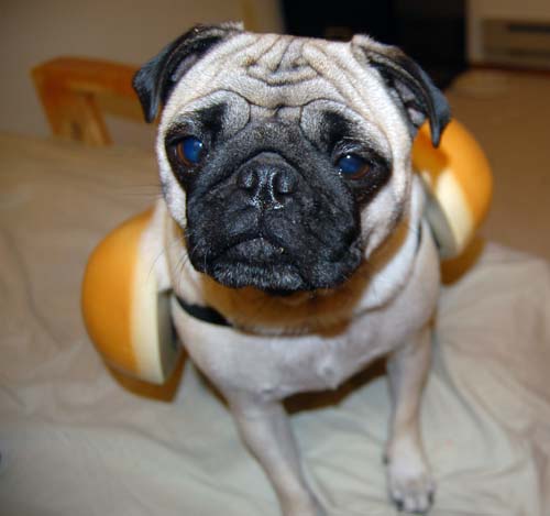 Hot Dog Pugs