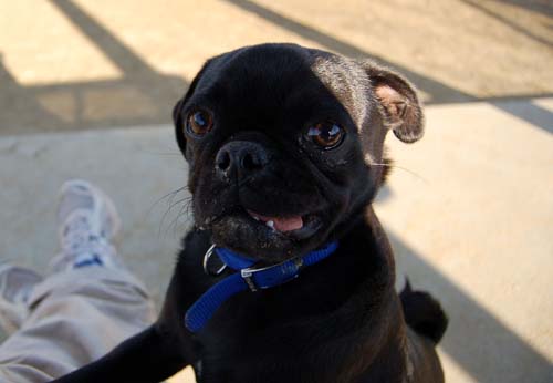 Chase and Race at the Mountain View Dog Park
