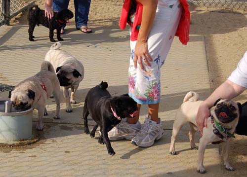 Pugs Pugs Pugs Mountain View Dog Park Fun October 22, 2005