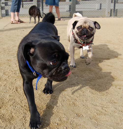 Pugs Pugs Pugs Mountain View Dog Park Fun October 22, 2005