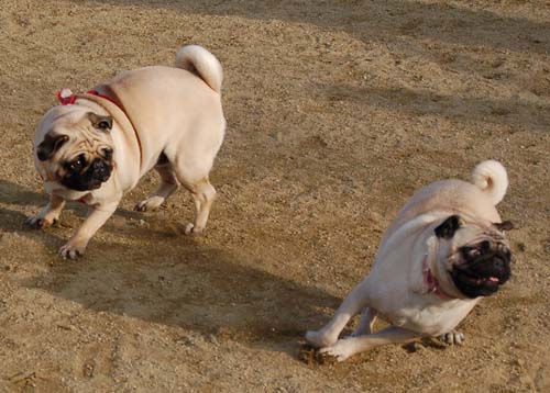 Mountain View Dog Park Pug Fun - 4 Feb 2006