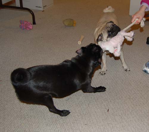 Merry Christmas Pugs