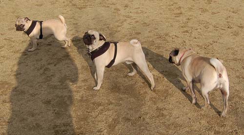 Rio and Sheba Return to the Dog Park