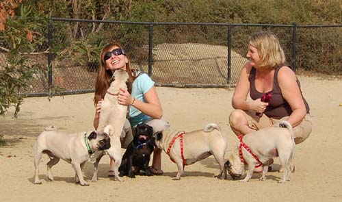 Pugs Pugs Pugs Mountain View Dog Park Fun October 22, 2005