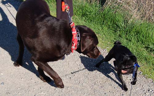 San Francisco Bay Walk of Fun