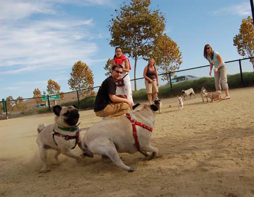 Pugs Pugs Pugs Mountain View Dog Park Fun October 22, 2005