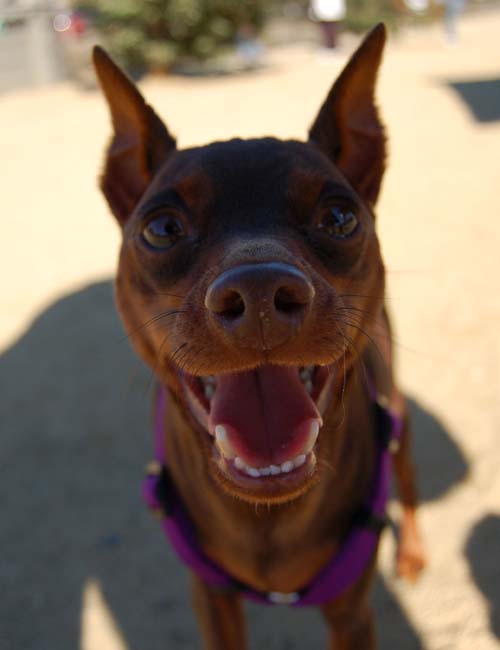 Pugs Pugs Pugs Mountain View Dog Park Fun October 8, 2005