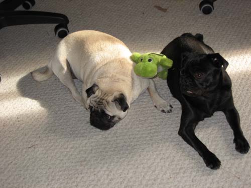 Working Pugs