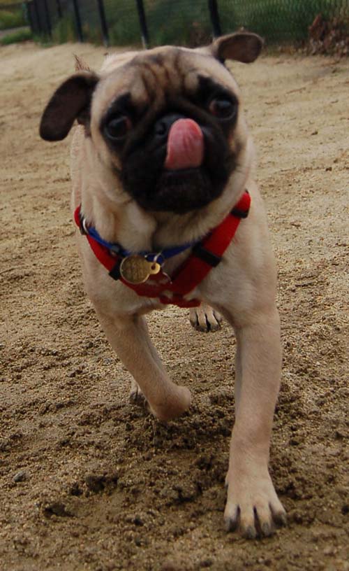 Mountain View Dog Park - February 25, 2007