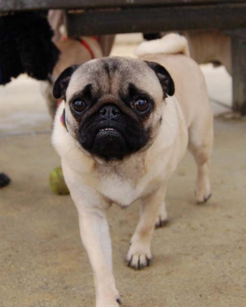 Mountain View Dog Park - February 25, 2007
