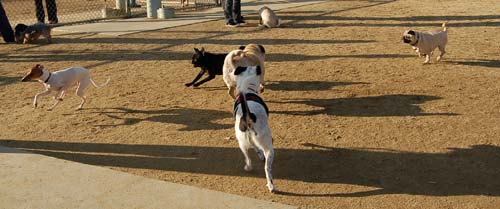 Chase and Race at the Mountain View Dog Park