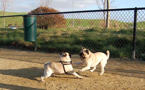 Loki Battles at the Mountain View Dog Park - February 18, 2007