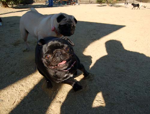 Pugs Pugs Pugs Mountain View Dog Park Fun October 8, 2005