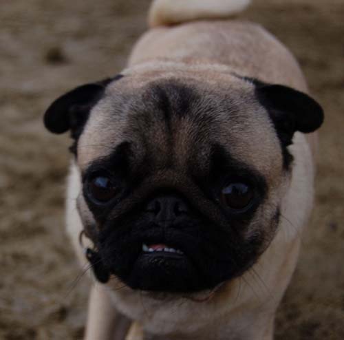 Mountain View Dog Park - February 25, 2007