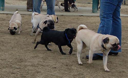 Mountain View Dog Park - February 25, 2007