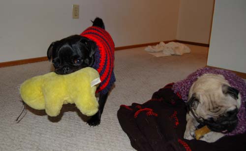 Happy Fun Clothes for Rio and Sheba